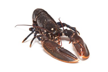 Avrupa ortak ıstakoz