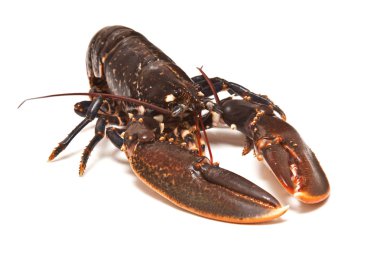 Avrupa ortak ıstakoz