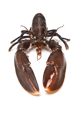 Avrupa ortak ıstakoz