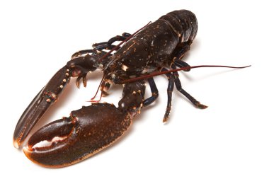 Avrupa ortak ıstakoz