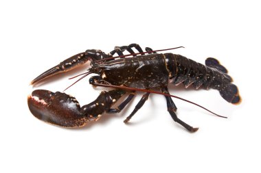 Avrupa ortak ıstakoz