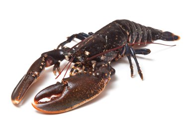 Avrupa ortak ıstakoz