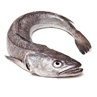 Avrupa hake balık-merluccius