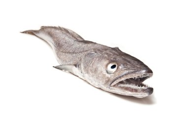 Avrupa hake balık-merluccius