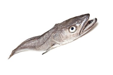 Avrupa hake balık-merluccius
