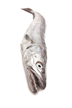 Avrupa hake balık-merluccius