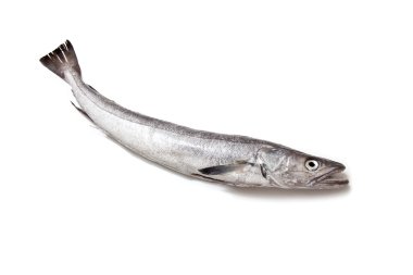 Avrupa hake balık-merluccius