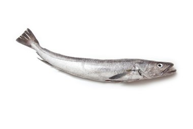 Avrupa hake balık-merluccius