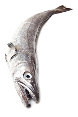 Avrupa hake balık-merluccius