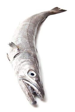 Avrupa hake balık-merluccius