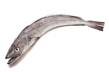 Avrupa hake balık-merluccius