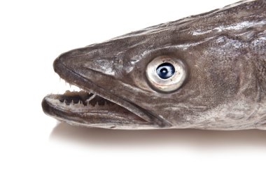 Avrupa hake balık-merluccius