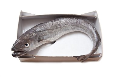 Avrupa hake balık-merluccius