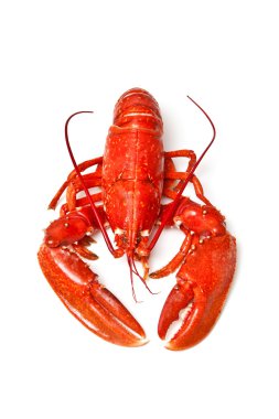 Avrupa ortak ıstakoz pişmiş