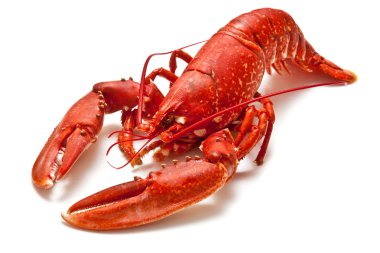 Avrupa ortak ıstakoz pişmiş