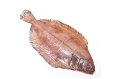 megrim veya beyaz stüdyo özgeçmişlerine izole cornish sole.