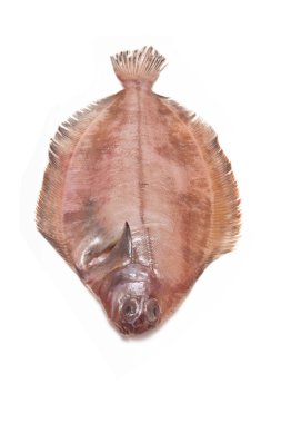 megrim veya beyaz stüdyo özgeçmişlerine izole cornish sole.
