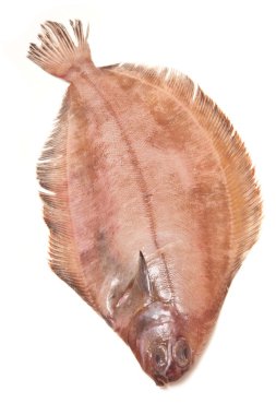 megrim veya beyaz stüdyo özgeçmişlerine izole cornish sole.