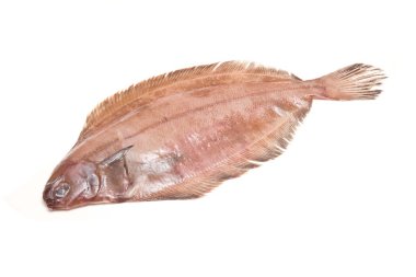 megrim veya beyaz stüdyo özgeçmişlerine izole cornish sole.