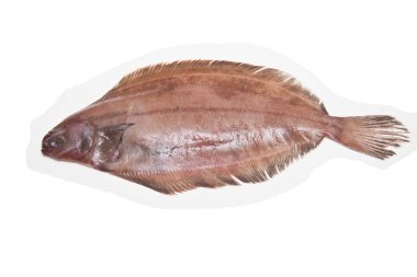 megrim veya beyaz stüdyo özgeçmişlerine izole cornish sole.