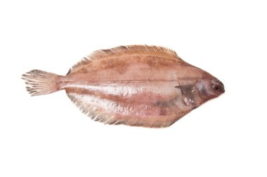 megrim veya beyaz stüdyo özgeçmişlerine izole cornish sole.