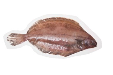 megrim veya beyaz stüdyo özgeçmişlerine izole cornish sole.