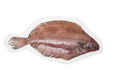 megrim veya beyaz stüdyo özgeçmişlerine izole cornish sole.