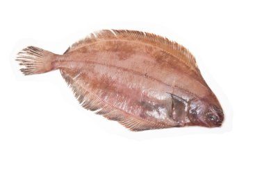 megrim veya beyaz stüdyo özgeçmişlerine izole cornish sole.