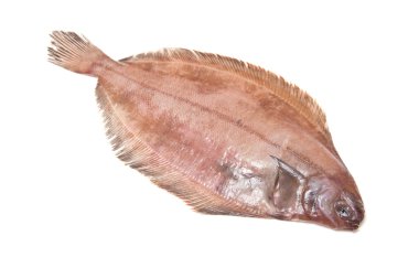 megrim veya beyaz stüdyo özgeçmişlerine izole cornish sole.