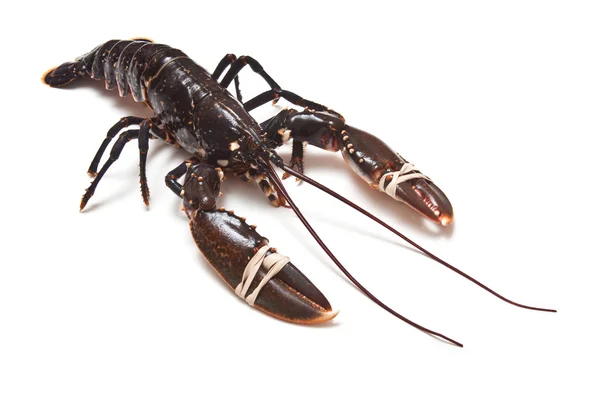 European common lobster — Stock Photo, Image