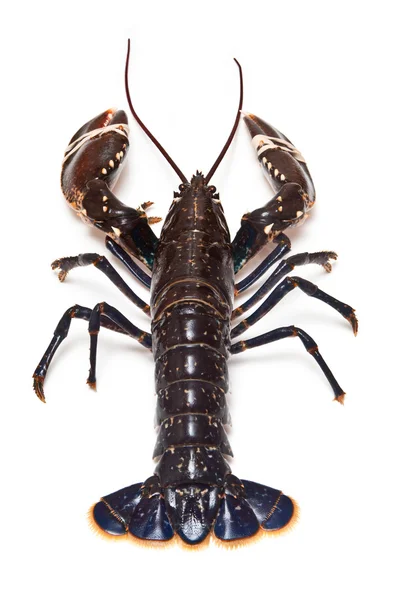 European common lobster — Zdjęcie stockowe