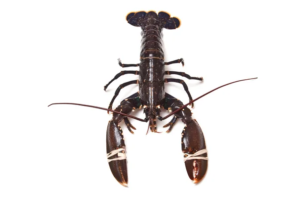 European common lobster — Stock Photo, Image