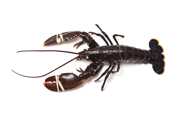 European common lobster — Stock Photo, Image