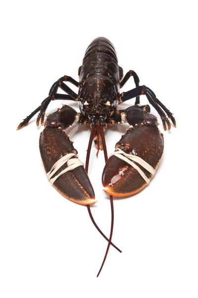 European common lobster — Zdjęcie stockowe