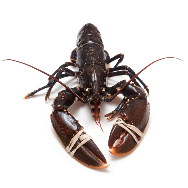 European common lobster — Stock Photo, Image