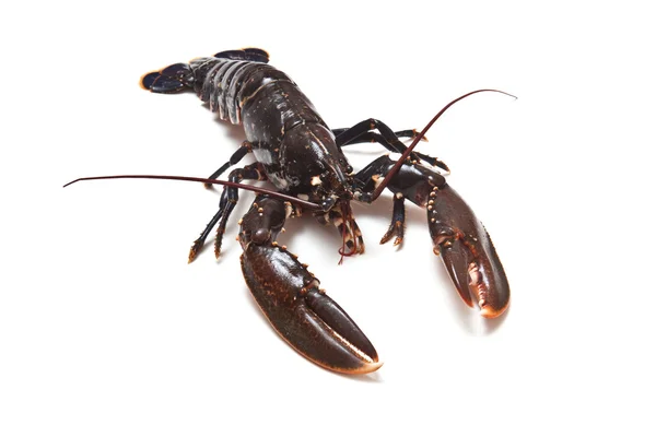 European common lobster — Zdjęcie stockowe