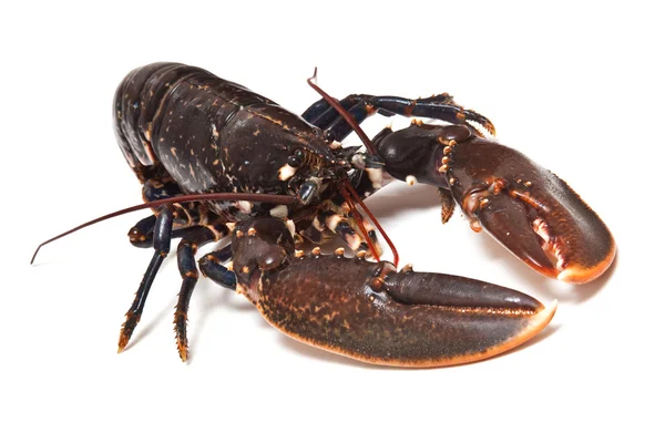 Avrupa ortak ıstakoz