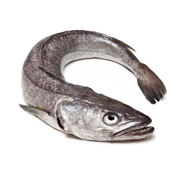 Europeiska kummel fisk-merluccius — Stockfoto