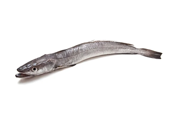 Європейська Хек риби Merluccius — стокове фото
