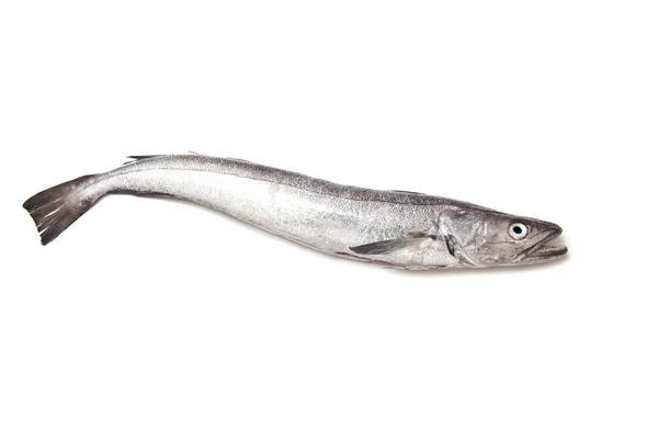Morszczuka europejskiego ryb merluccius — Zdjęcie stockowe
