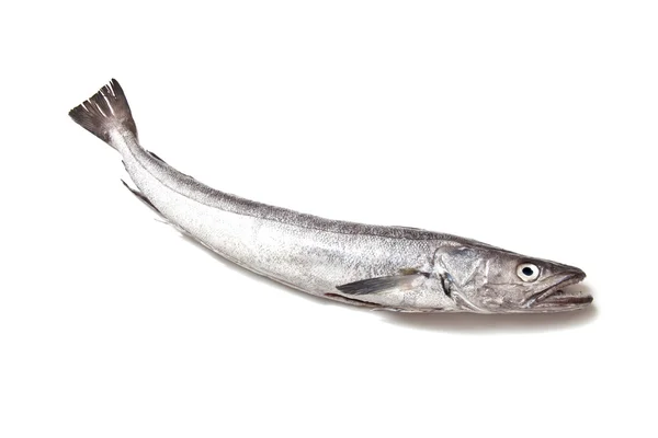 Peixe-Merluccius da pescada europeia — Fotografia de Stock