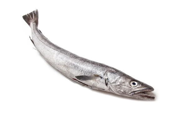 Europeiska kummel fisk-merluccius — Stockfoto