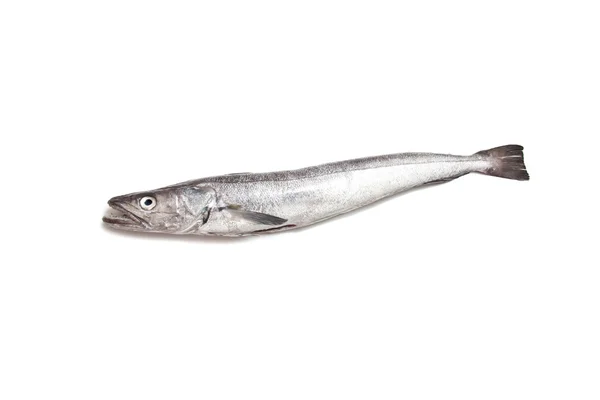 Peixe-Merluccius da pescada europeia — Fotografia de Stock