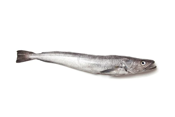 European Hake fish-Merluccius — Stock Photo, Image