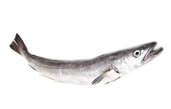 Morszczuka europejskiego ryb merluccius — Zdjęcie stockowe