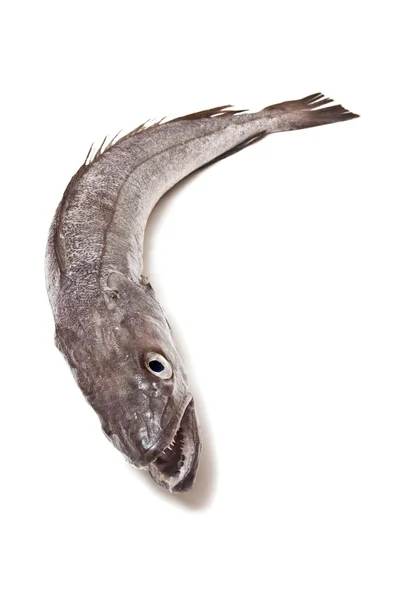 Europese heek vissen-merluccius — Stockfoto