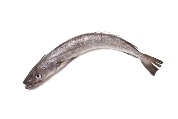 Європейська Хек риби Merluccius — стокове фото