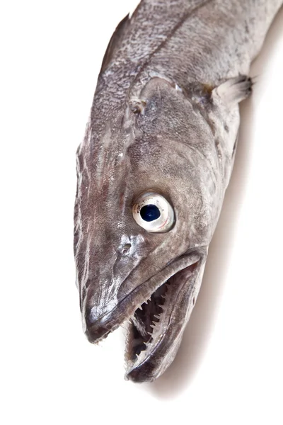 Europeiska kummel fisk-merluccius — Stockfoto