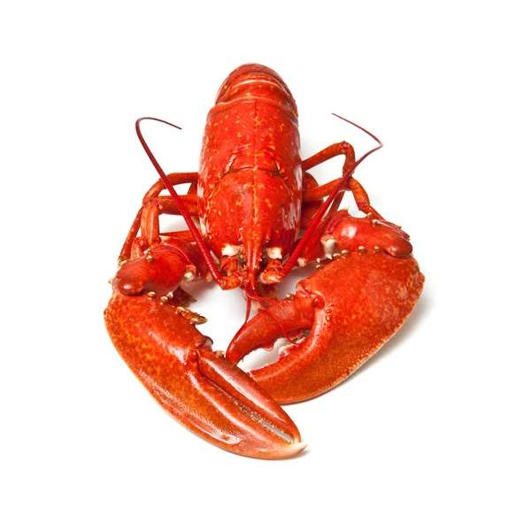 Cooked European common lobster — Stock Photo, Image