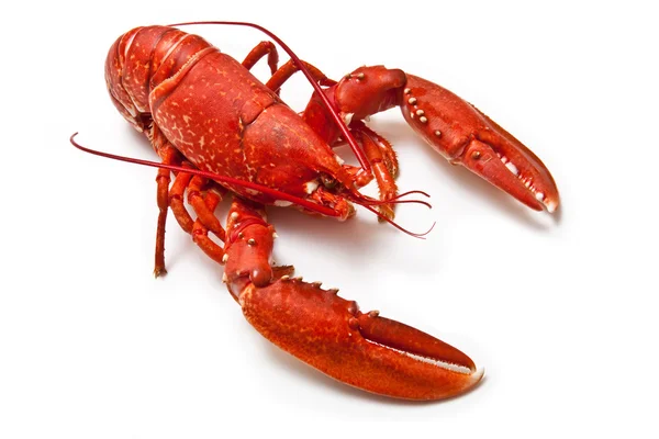 Cooked European common lobster — Stock Photo, Image